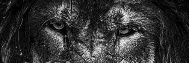 OBigga's profile banner image