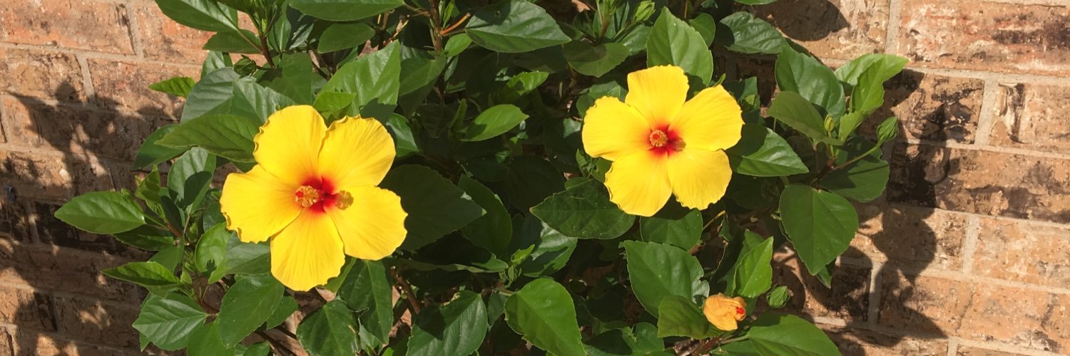 mstutes76's profile banner image