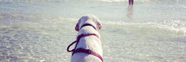 DogsofSowal's profile banner image