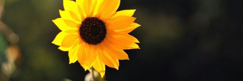 ally_hope's profile banner image