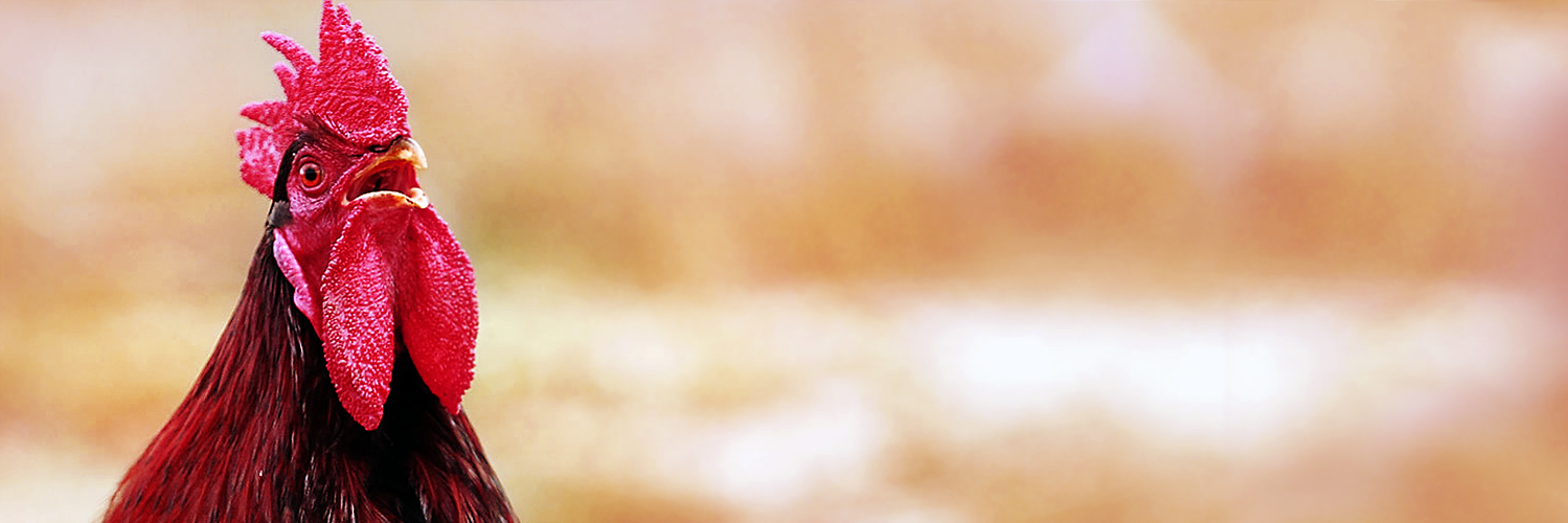 Alejandro V. banner