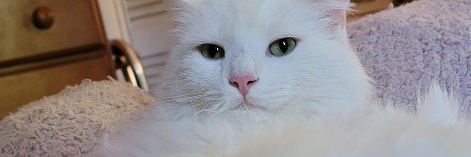 Robinstosh's profile banner image
