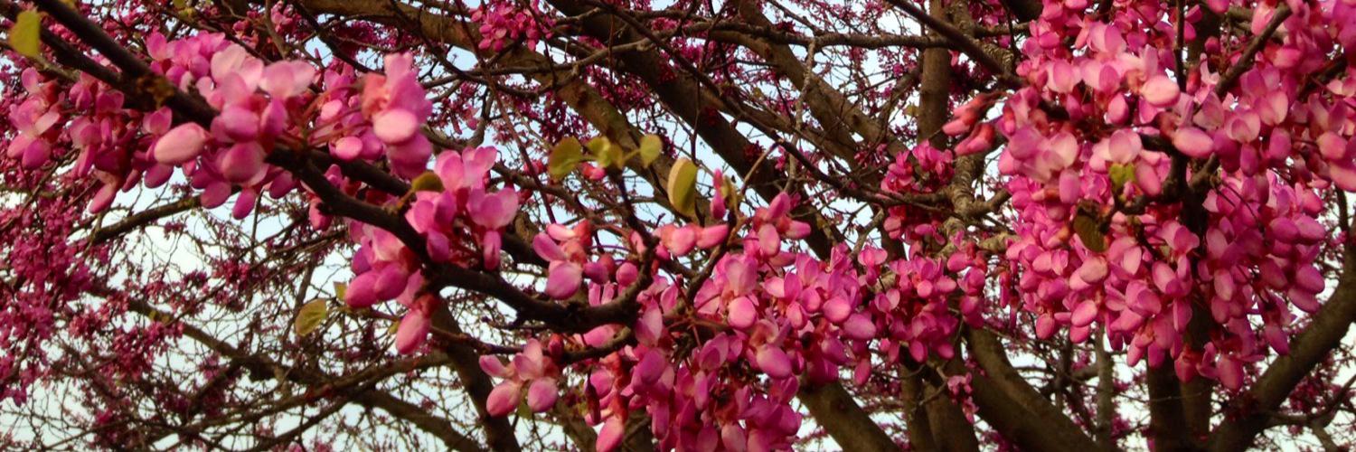 Sències Can Girona banner