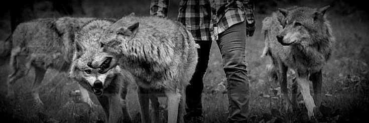PapsDeSudimage's profile banner image