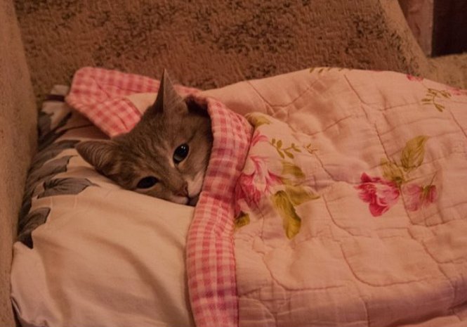 Cutieleypie's profile banner image