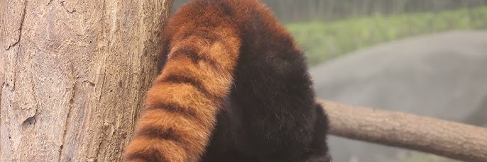 Remy (Red Panda Vtuber!) banner