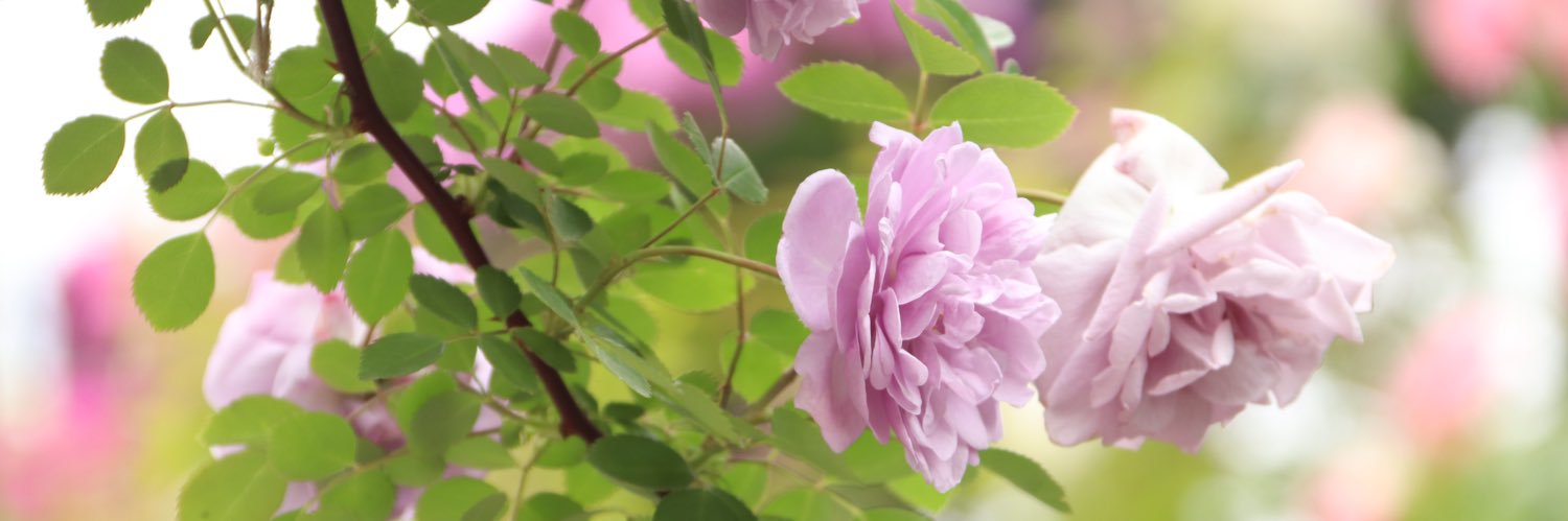 monet_vane's profile banner image