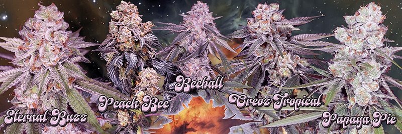 GeneSeeds's profile banner image