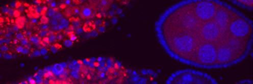 NezisLab's profile banner image