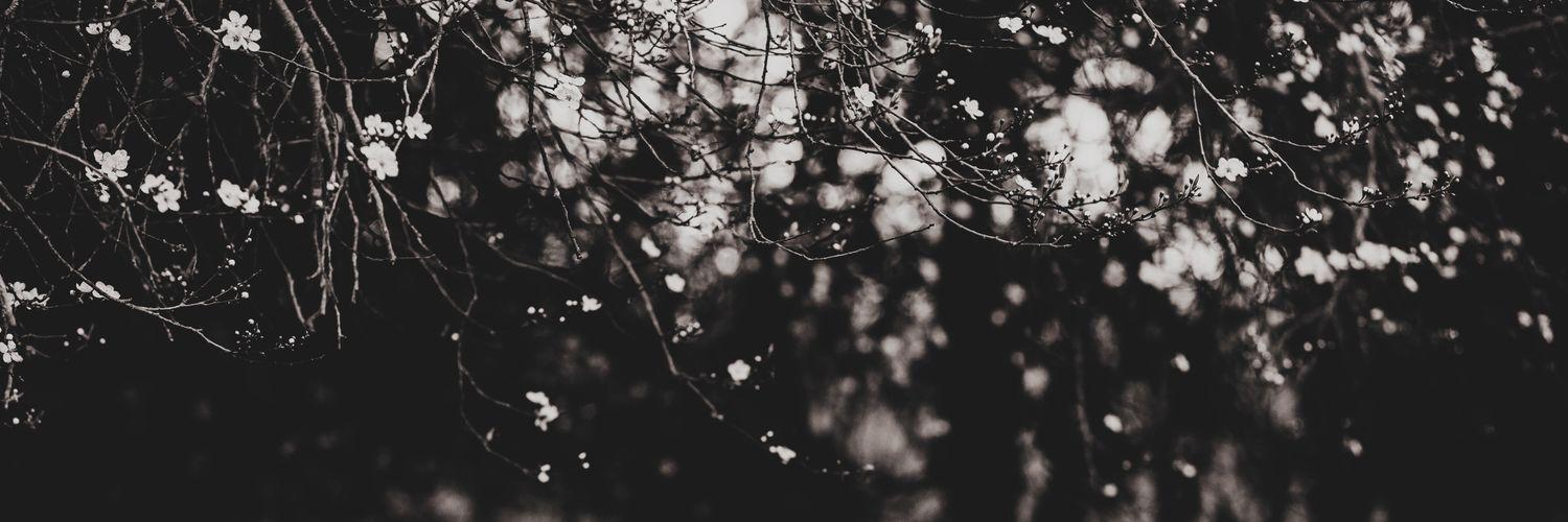 AliceJonesMusic's profile banner image
