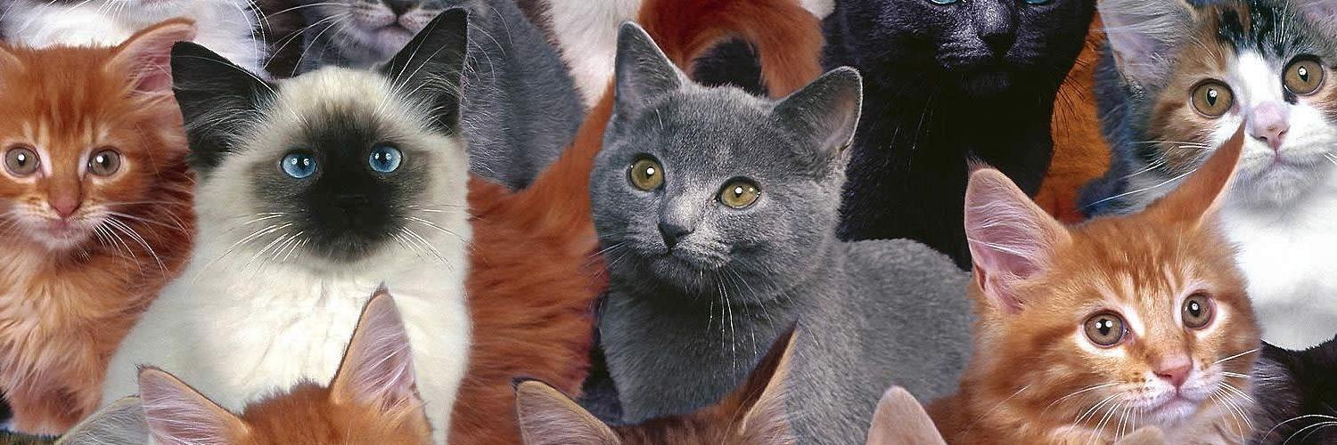 catshakeapp's profile banner image
