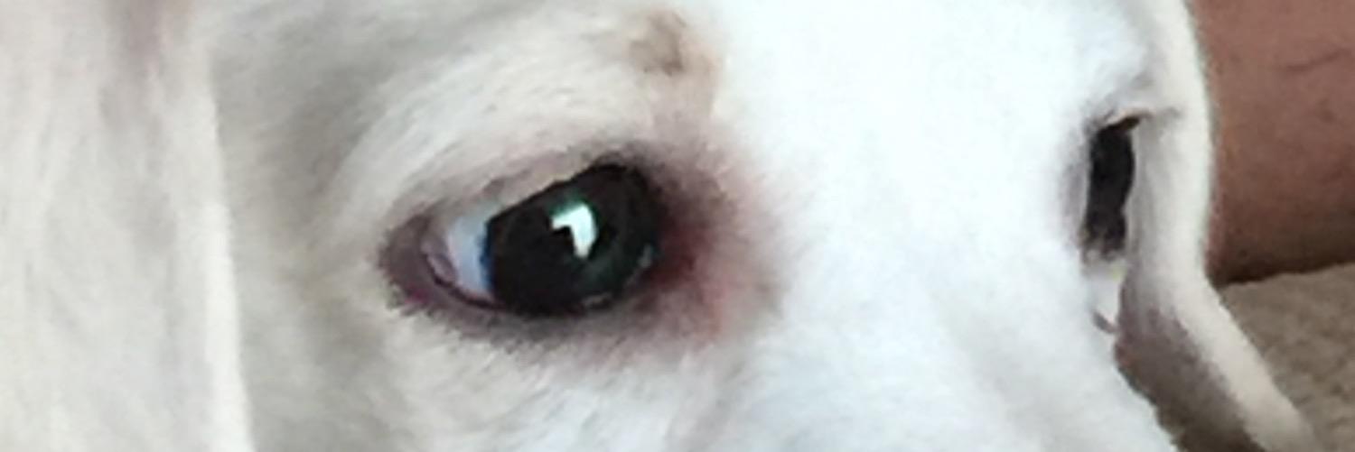 dog_rocky22's profile banner image