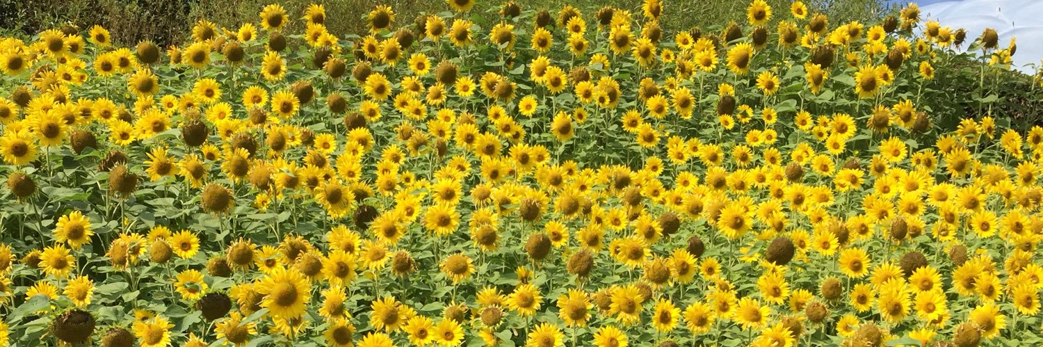 Caroline Smith banner