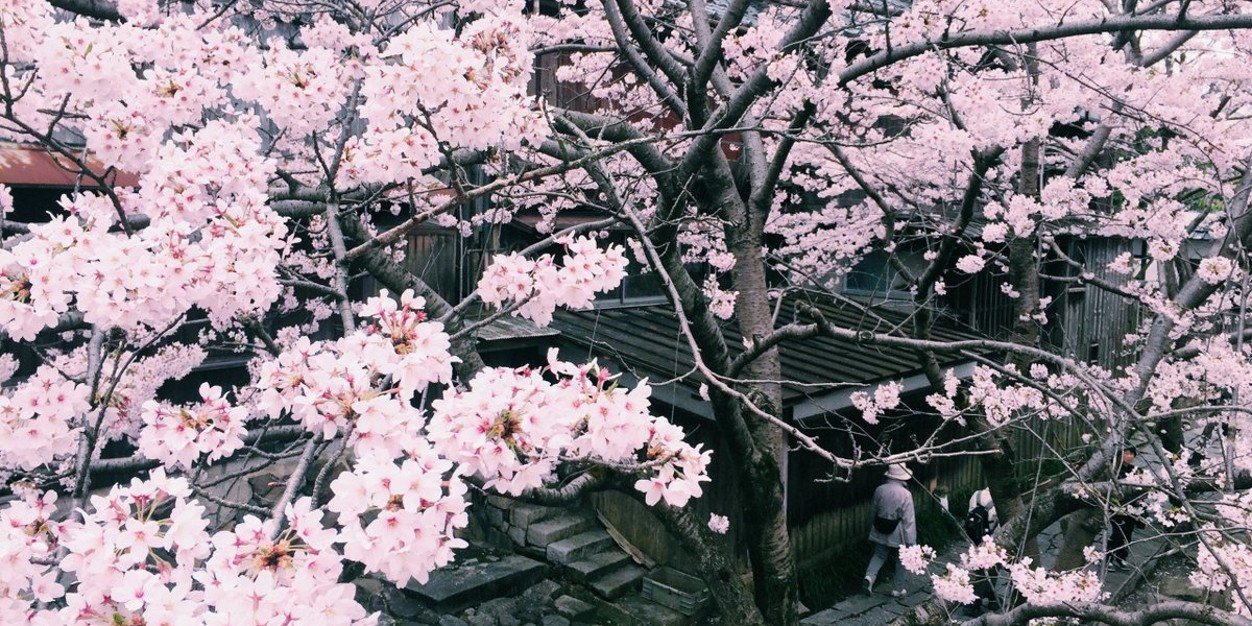 Kishibana's profile banner image