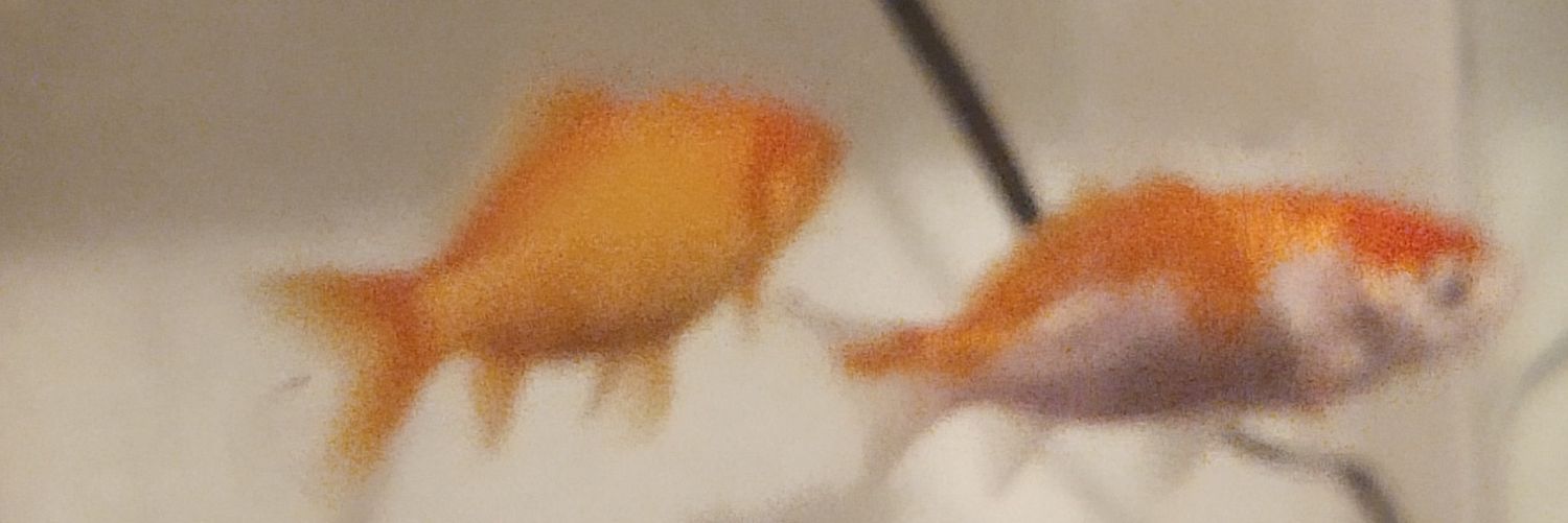 godfish_2's profile banner image