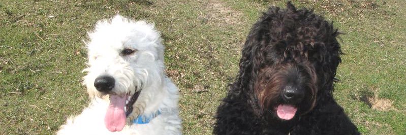 MaisyDoodle's profile banner image