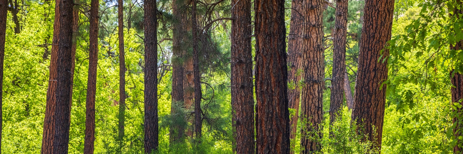 pineworksco's profile banner image