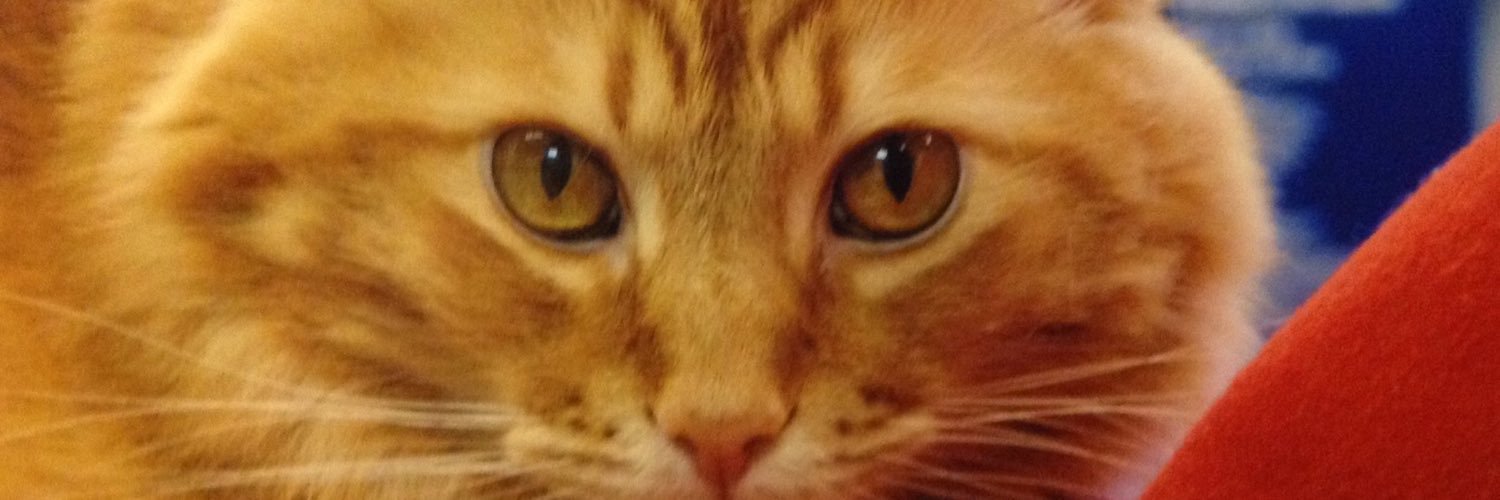 TiggerCameron's profile banner image