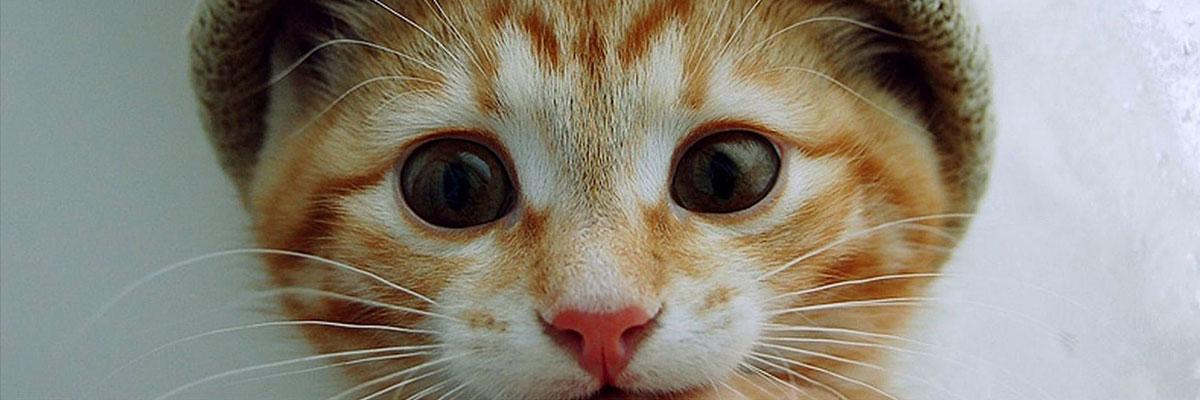 AdaKalpsiz's profile banner image
