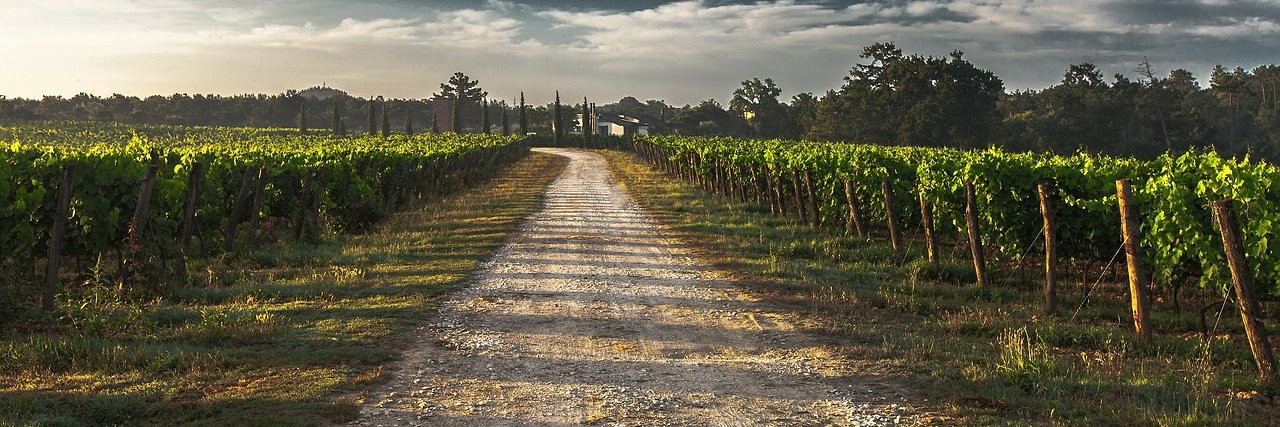 The Wine Wrangler banner