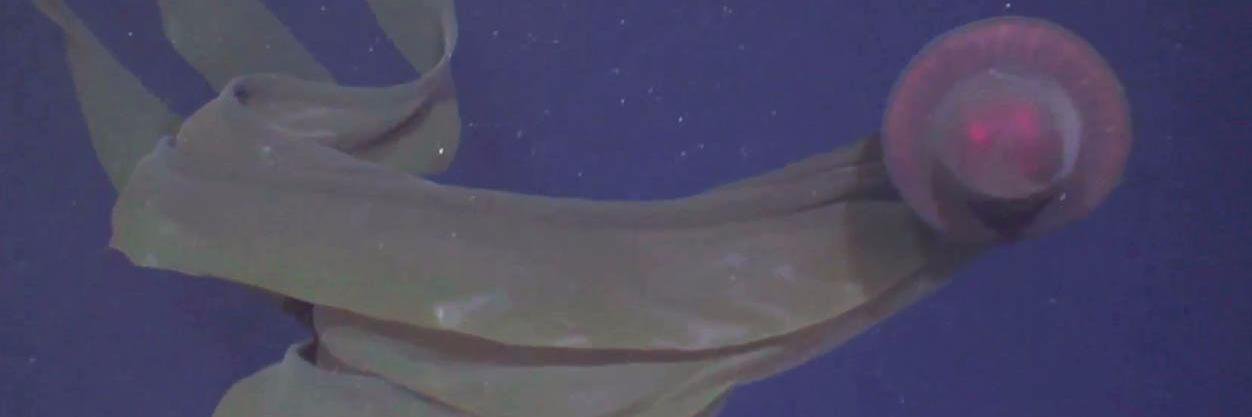 GulfSERPENT's profile banner image
