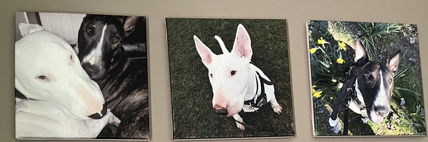 Micky van de ven the EBT 🐾 💙🐾💙 banner