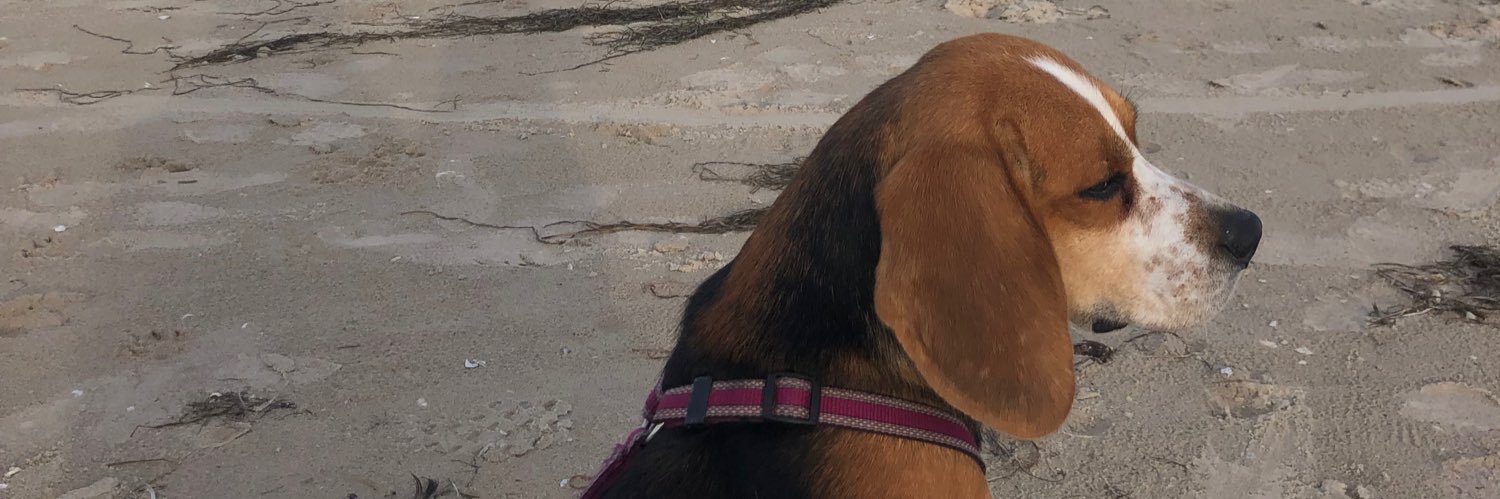 Viola 🏳️‍🌈 banner