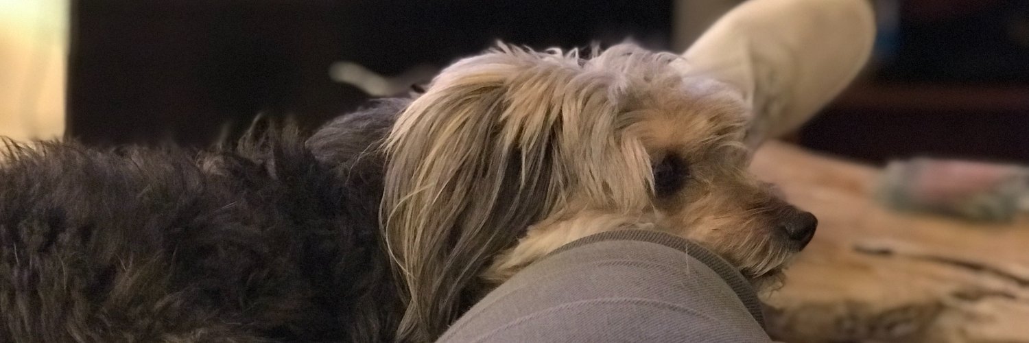 Daniel Shalev banner