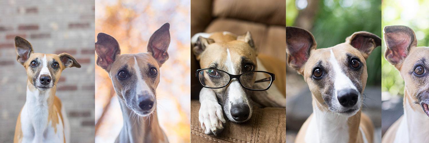 roothewhippet's profile banner image