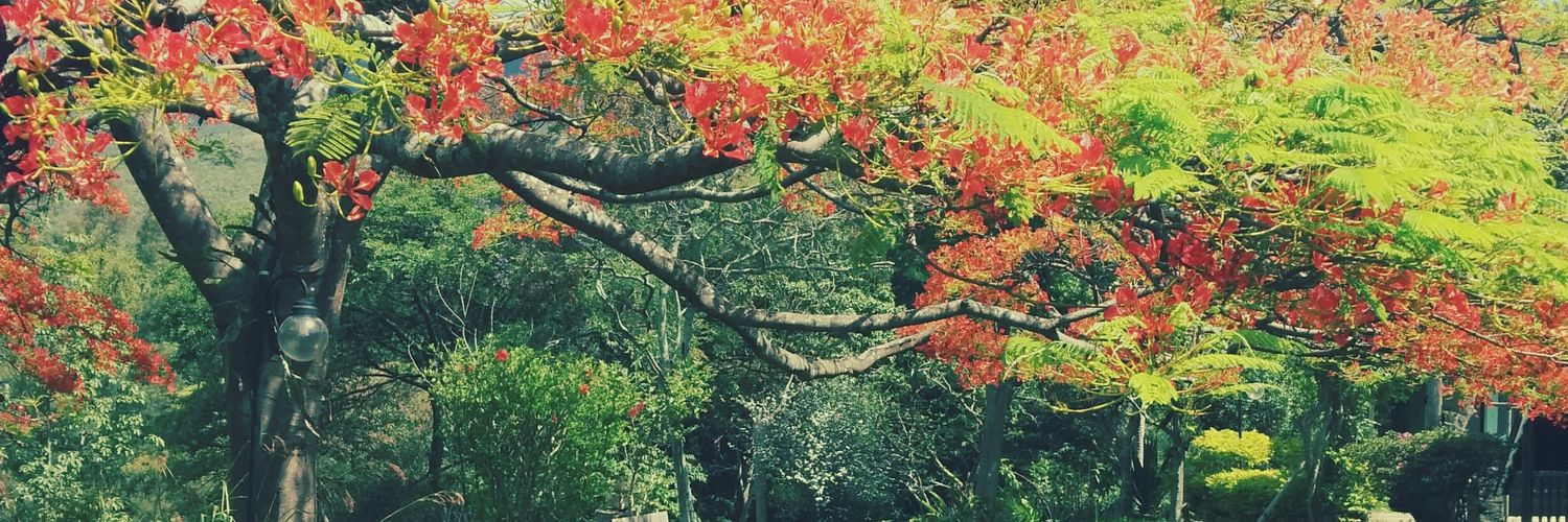 Ellen_Andrade's profile banner image