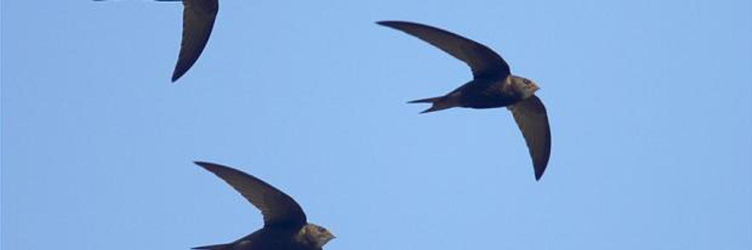Lewes Swifts profile