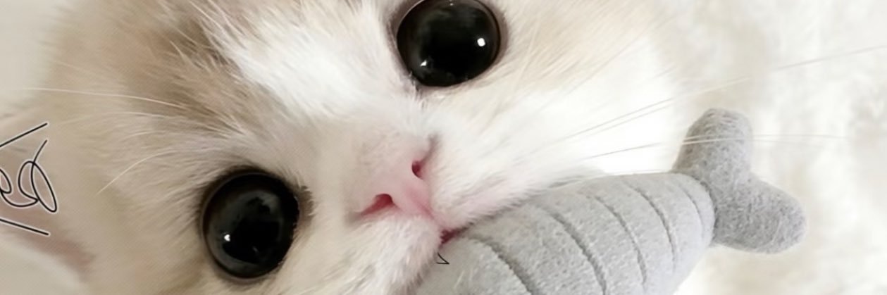 haliloran13's profile banner image