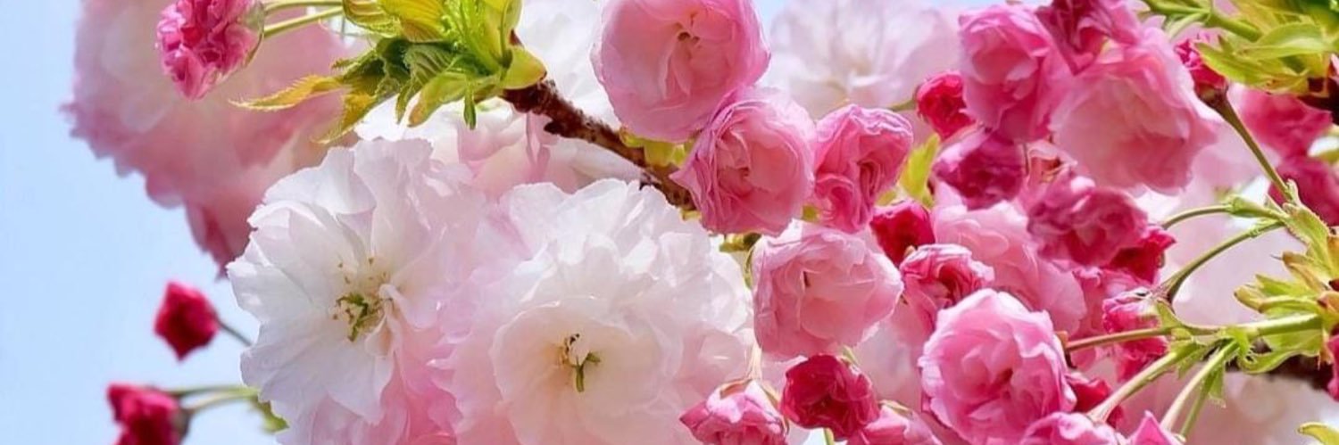 ptrillium's profile banner image