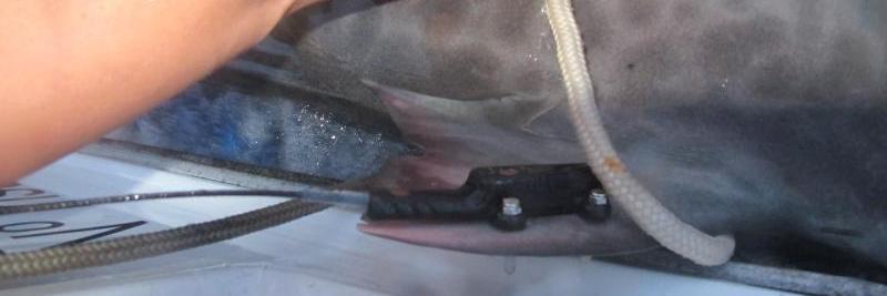 LemanjaShark's profile banner image