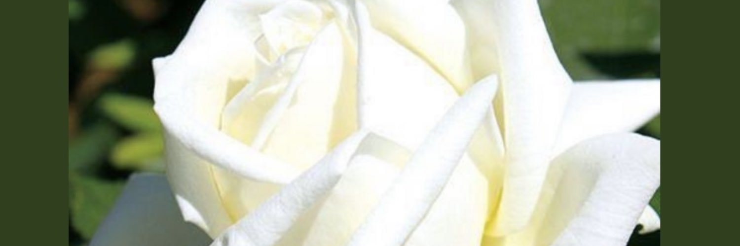 debi_malcolm's profile banner image