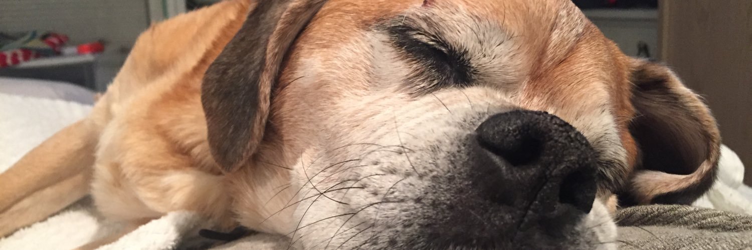 stephhmancuso's profile banner image