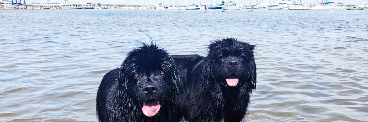 Alan S 🏆🐯🏇⚽📖🎶 banner