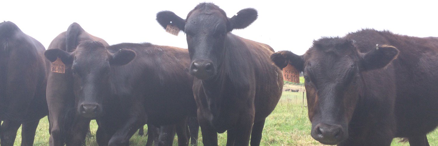 CapeWagyu's profile banner image
