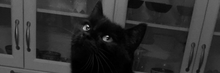 laaufey's profile banner image