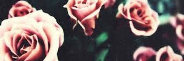 Chankonnoris Profile Banner