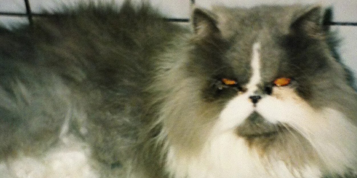 timid sex machine 3000 banner