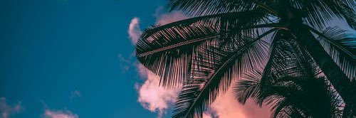 Julia DiGrazia banner