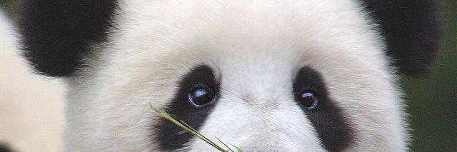 Banana❤️ banner