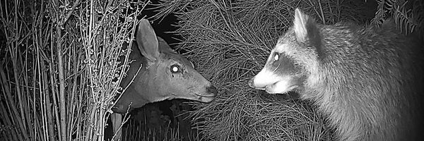 SunSwallowMe Profile Banner