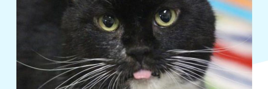 MurfStream's profile banner image