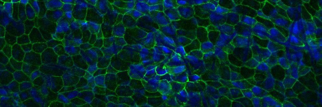 Patrick Porter banner