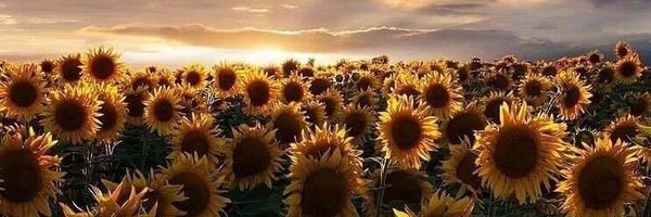 slothra_ Profile Banner