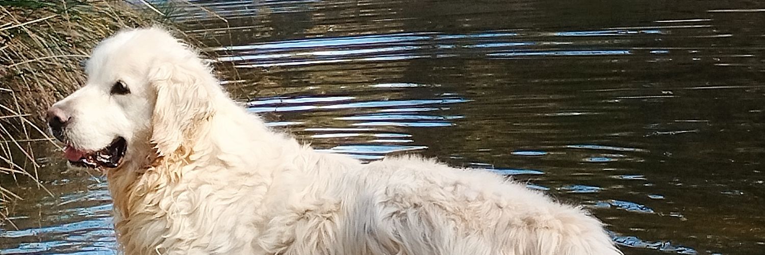 NoeMolinero's profile banner image