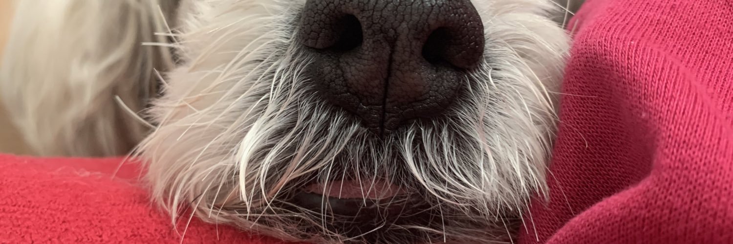 letaavares's profile banner image