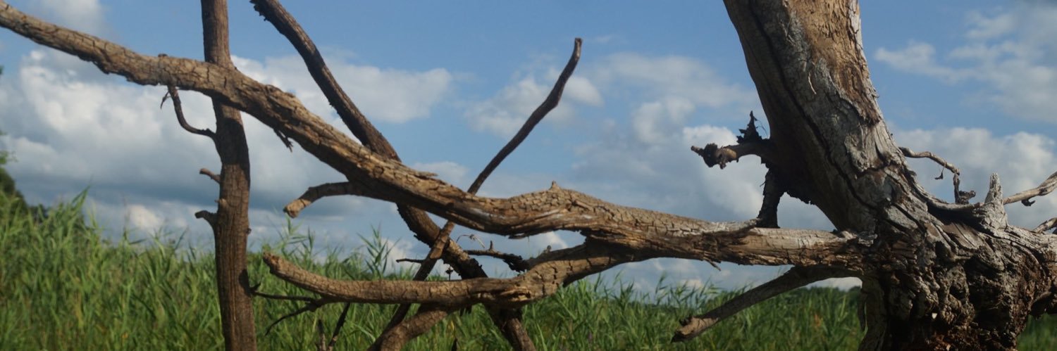 LilHall75's profile banner image